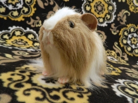 Big Beige Dutch Longhaired Guinea Pig Plushie