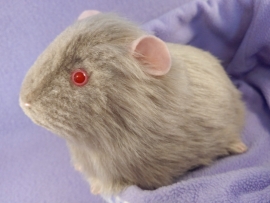 Big Lilac Grey Guinea Pig Plushie