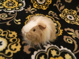 Little Beige Dutch Longhaired Guinea Pig Plushie