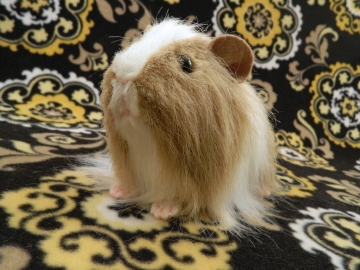 Big Beige Dutch Longhaired Guinea Pig Plushie