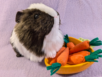 Big Dark Brown Dutch Guinea Pig Plushie