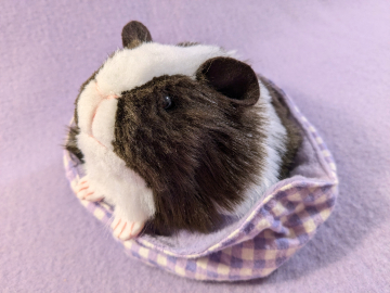 Little Dark Brown Dutch Guinea Pig Plushie